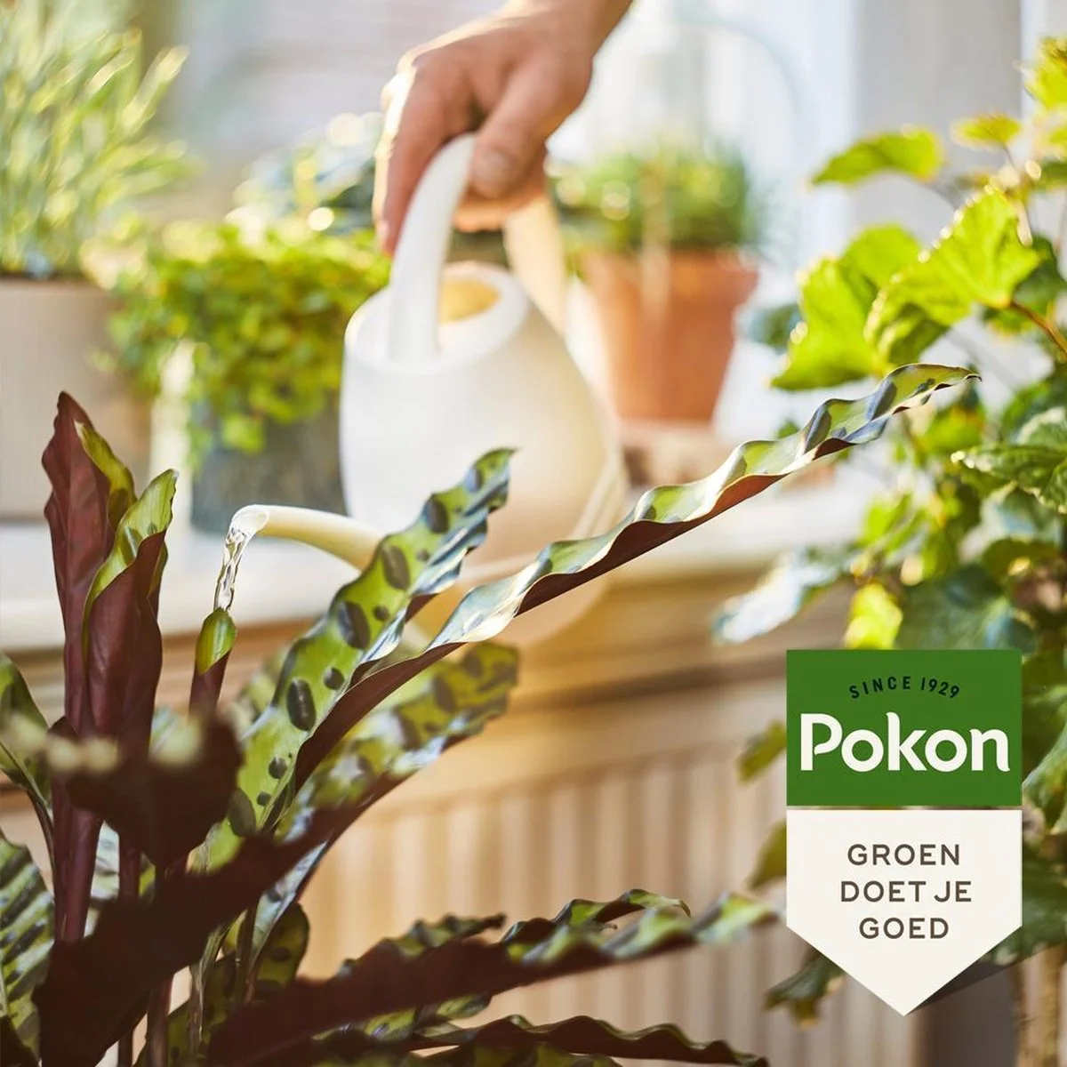 Pokon Bio Kamerplanten Voeding - 1l - Plantenvoeding (bio) - 7ml Per 1L Water 5 Pokon Bio Kamerplanten Voeding - 1l - Plantenvoeding (bio) - 7ml Per 1L Water - Afbeelding 5