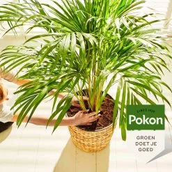 Pokon Palm Voeding - 250ml - Plantenvoeding - 10ml Per 1L Water -Bloempotten Verkoop 1200x1200 682