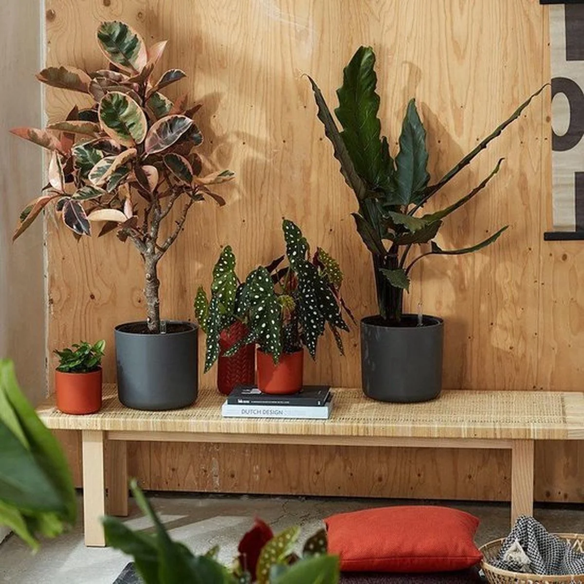 Elho B.for Soft Rond 25 - Bloempot Voor Binnen - Ø 24.7 X H 23.3 Cm - Antraciet 2 Elho B.for Soft Rond 25 - Bloempot Voor Binnen - Ø 24.7 X H 23.3 Cm - Antraciet - Afbeelding 2