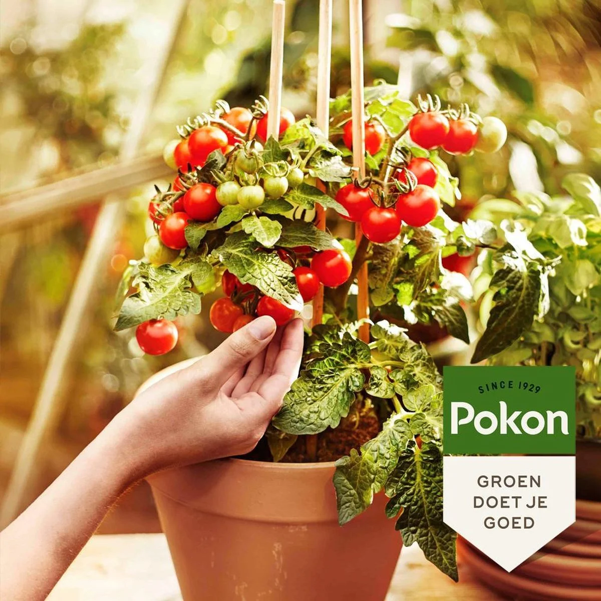 Pokon Bio Moestuin Mest - 1kg - Meststof (biologisch) - 120 Dagen Moestuinvoeding 4 Pokon Bio Moestuin Mest - 1kg - Meststof (biologisch) - 120 Dagen Moestuinvoeding - Afbeelding 4