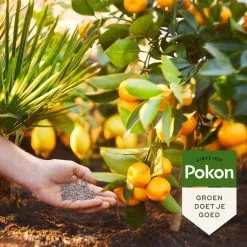 Pokon Mediterrane Planten Mest - 1kg - Meststof - 3-in-1 Werking -Bloempotten Verkoop 1200x1200 709