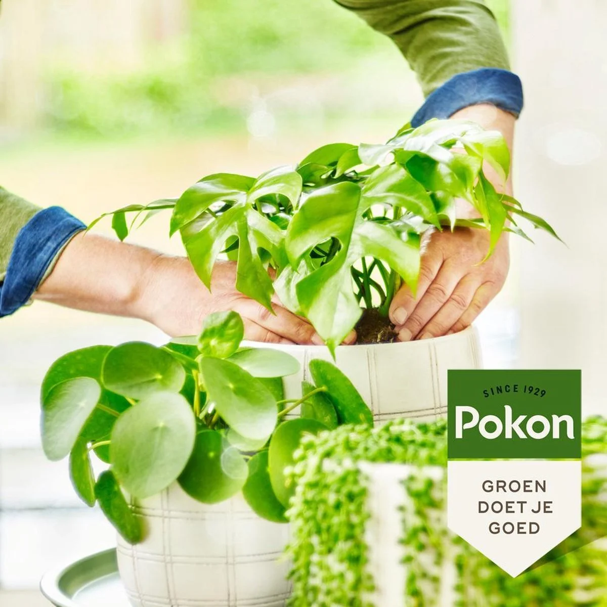 Pokon Bio Groene Planten Voeding - 500ml - Plantenvoeding (bio) - 7ml Per 1L Water 5 Pokon Bio Groene Planten Voeding - 500ml - Plantenvoeding (bio) - 7ml Per 1L Water - Afbeelding 5