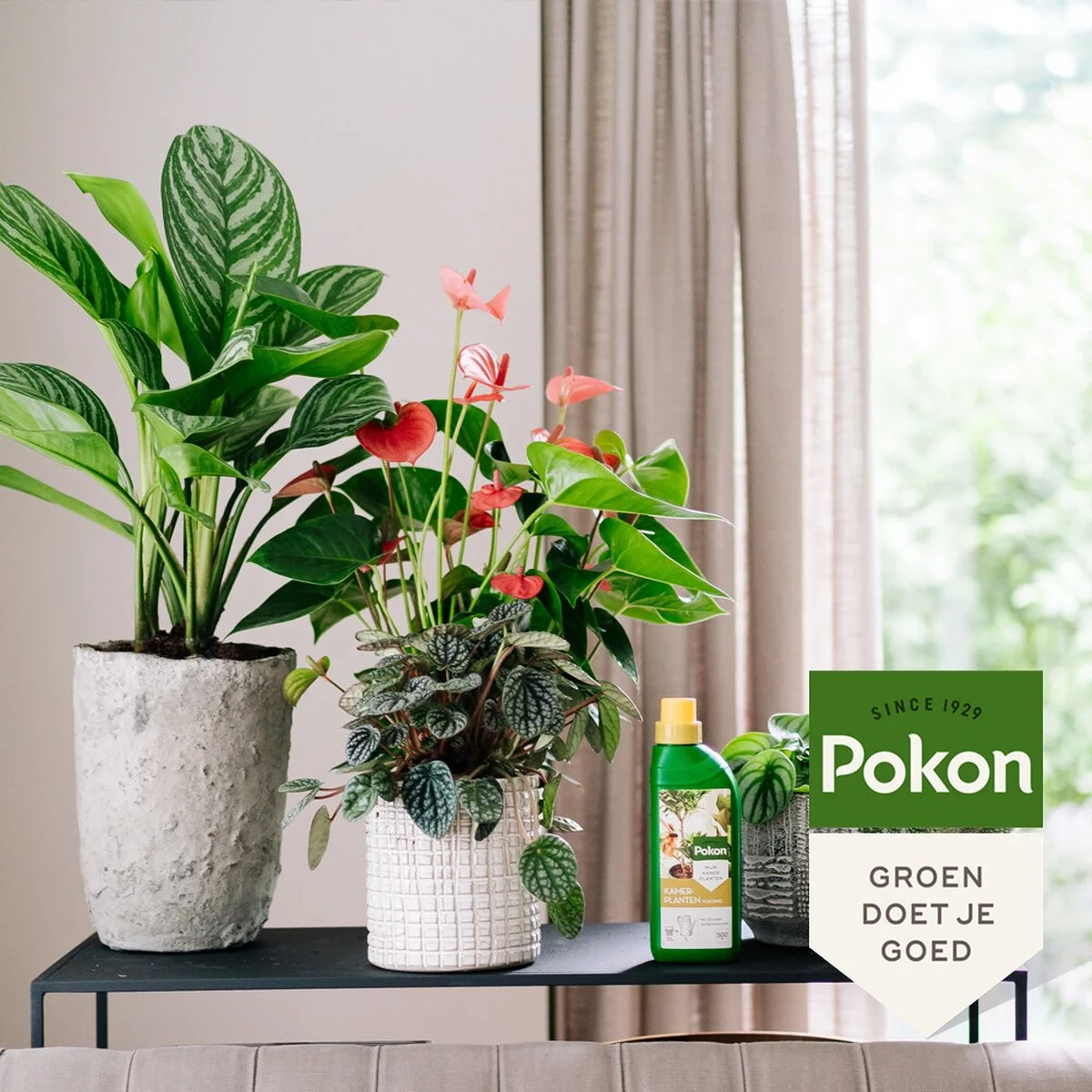 Pokon Kamerplanten Voeding - 500ml - Plantenvoeding - 20ml Per 1L Water 5 Pokon Kamerplanten Voeding - 500ml - Plantenvoeding - 20ml Per 1L Water - Afbeelding 5