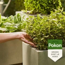 Pokon Voedingskorrels Voor Groene Planten - 800gr - 180 Dagen Voeding - Plantenvoeding -Bloempotten Verkoop 1200x1200 772