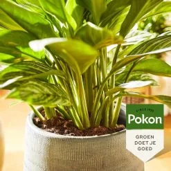Pokon Groene Planten Voeding - 500ml - Plantenvoeding - 20ml Per 1L Water -Bloempotten Verkoop 1200x1200 775