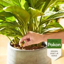 Pokon Kamerplanten Voedingskegels - 10st - Plantenvoeding - 6 Maanden Voeding -Bloempotten Verkoop 1200x1200 776