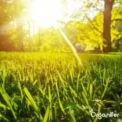 Gazonmest All-In-One (10Kg - Voor 200m2) Voor Een Diepgroen Sterk Gazon Zonder Mos En Onkruid - Complete Meststof Met Kalk En Grasversterker - Organifer 20 Gazonmest All-In-One (10Kg - Voor 200m2) Voor Een Diepgroen Sterk Gazon Zonder Mos En Onkruid - Complete Meststof Met Kalk En Grasversterker - Organifer -Bloempotten Verkoop 1200x1200 780