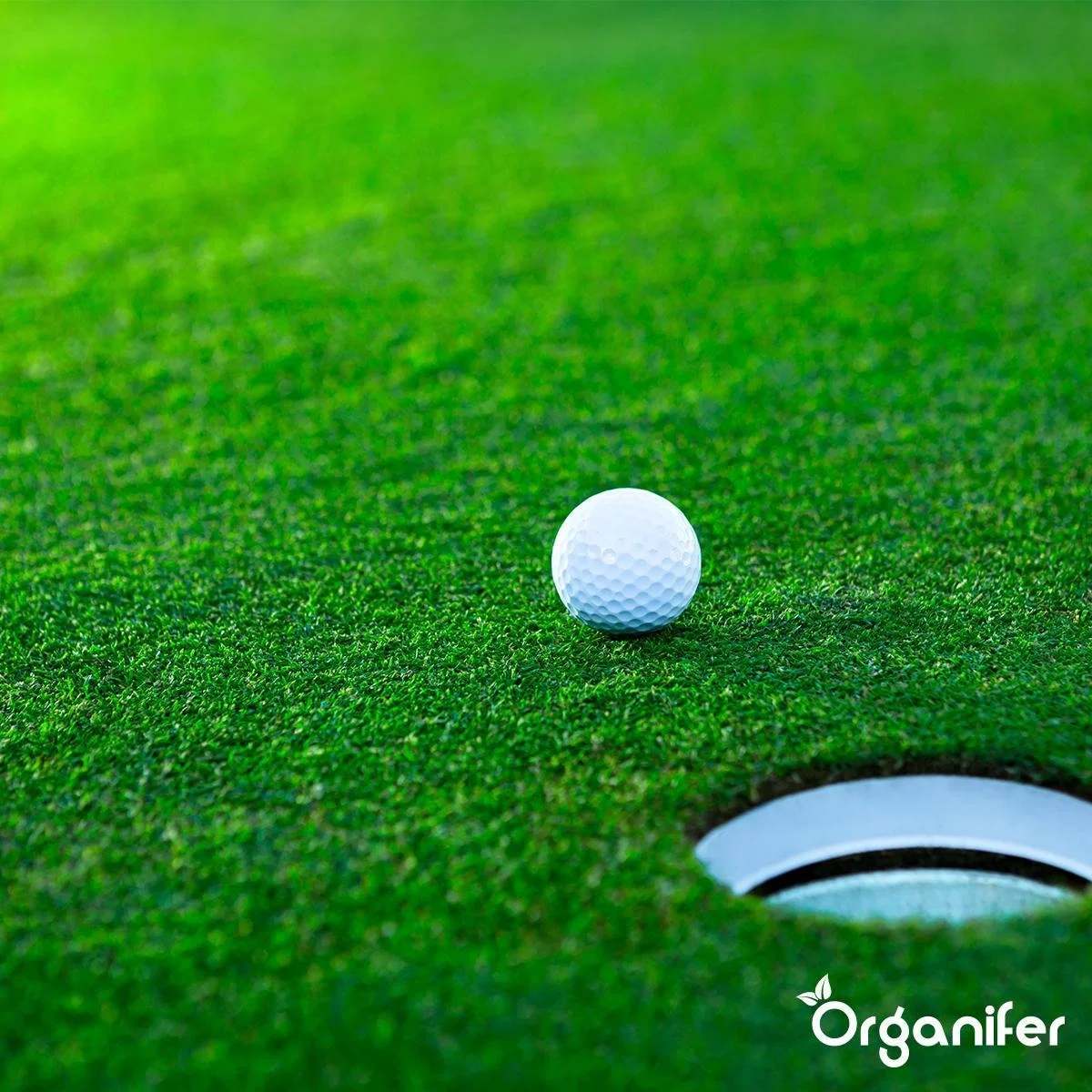 Gazonmest All-In-One (10Kg - Voor 200m2) Voor Een Diepgroen Sterk Gazon Zonder Mos En Onkruid - Complete Meststof Met Kalk En Grasversterker - Organifer 13 Gazonmest All-In-One (10Kg - Voor 200m2) Voor Een Diepgroen Sterk Gazon Zonder Mos En Onkruid - Complete Meststof Met Kalk En Grasversterker - Organifer - Afbeelding 13