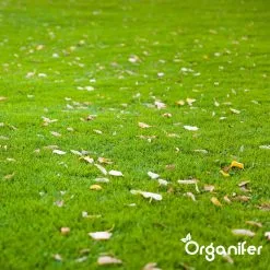 IJzersulfaat Meststof – Mos Verwijderaar – 5kg -Voor 250m2 (organifer) 17 IJzersulfaat Meststof – Mos Verwijderaar – 5kg -Voor 250m2 (organifer) -Bloempotten Verkoop 1200x1200 813