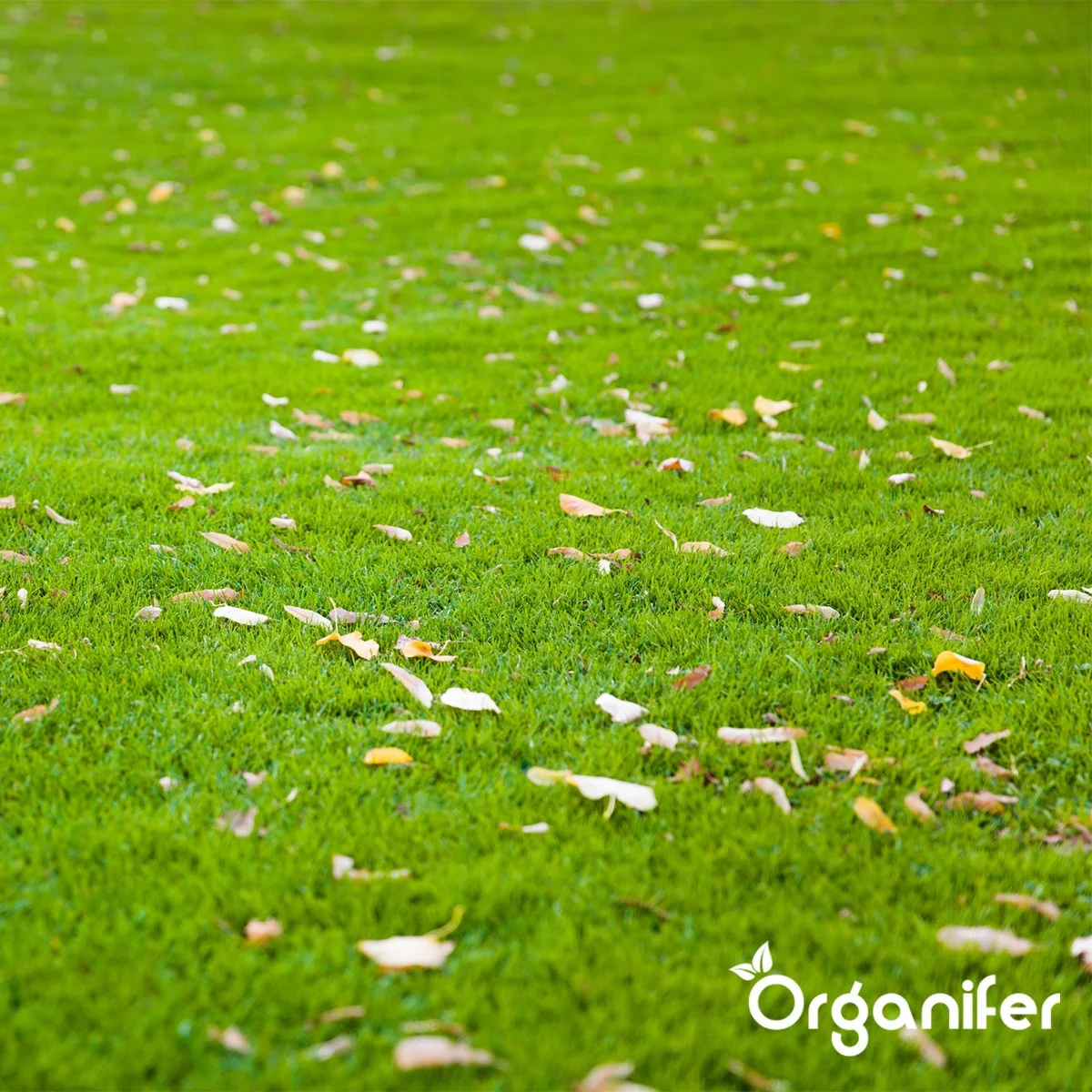 IJzersulfaat Meststof – Mos Verwijderaar – 5kg -Voor 250m2 (organifer) 6 IJzersulfaat Meststof – Mos Verwijderaar – 5kg -Voor 250m2 (organifer) - Afbeelding 6