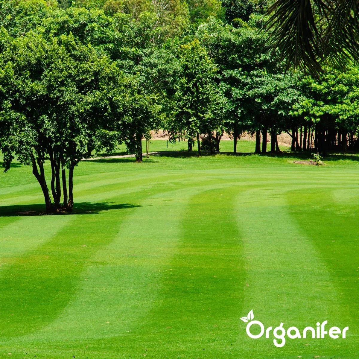 IJzersulfaat Meststof – Mos Verwijderaar – 5kg -Voor 250m2 (organifer) 7 IJzersulfaat Meststof – Mos Verwijderaar – 5kg -Voor 250m2 (organifer) - Afbeelding 7