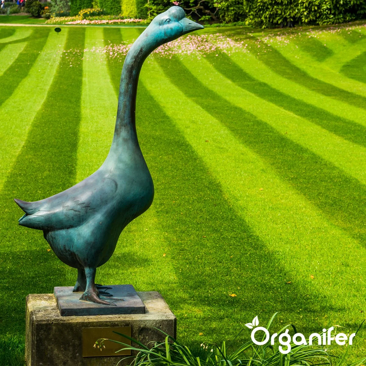 IJzersulfaat Meststof – Mos Verwijderaar – 5kg -Voor 250m2 (organifer) 8 IJzersulfaat Meststof – Mos Verwijderaar – 5kg -Voor 250m2 (organifer) - Afbeelding 8