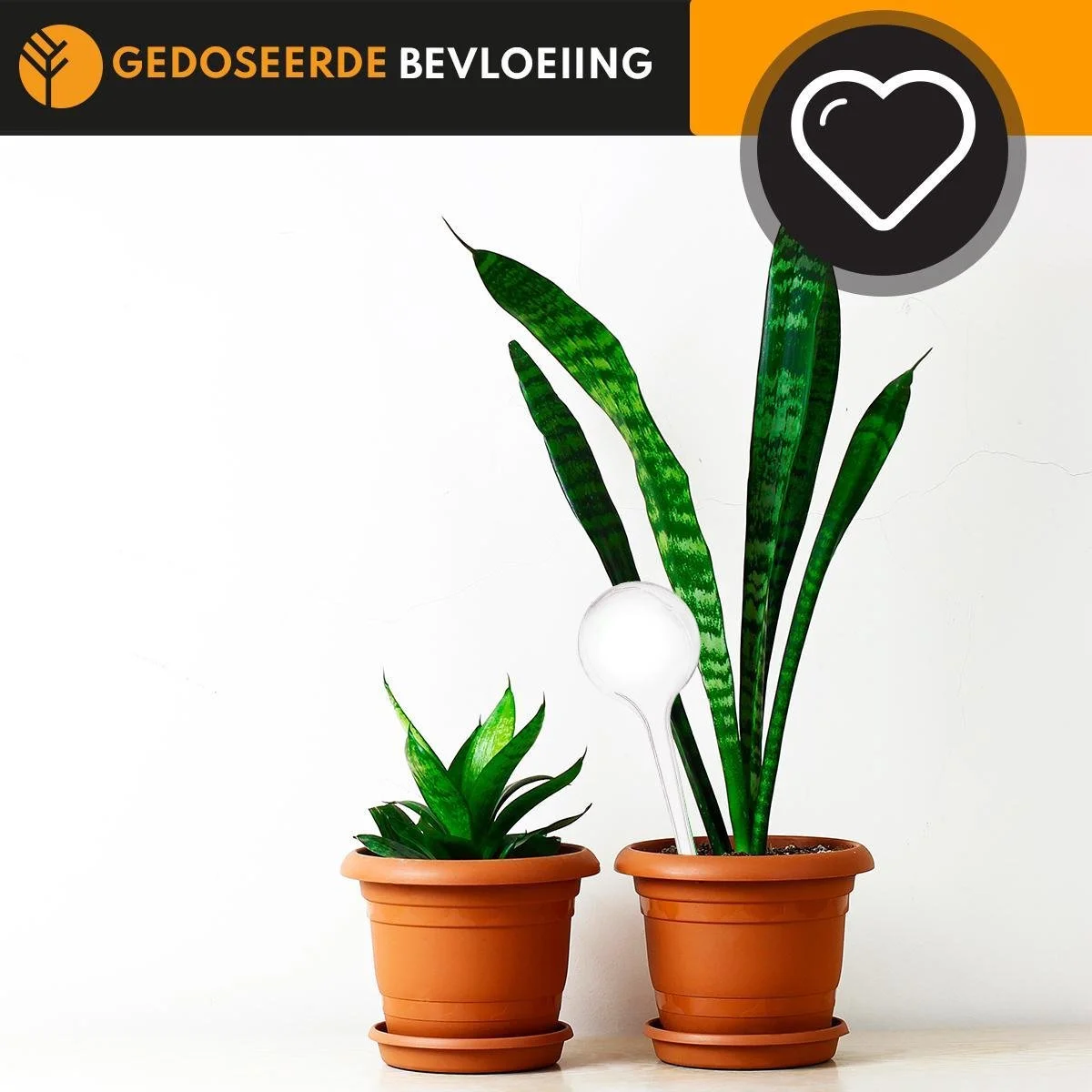 Groots Waterdruppelaar Set Van 6 Stuks Voor Planten Transparant – 27 CM – Automatisch Watergeefsysteem Voor Kamerplanten – Planten Watergever Met Druppelsysteem – Waterbol 4 Groots Waterdruppelaar Set Van 6 Stuks Voor Planten Transparant – 27 CM – Automatisch Watergeefsysteem Voor Kamerplanten – Planten Watergever Met Druppelsysteem – Waterbol - Afbeelding 4