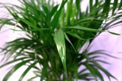 Pokon Powerspray Kamerplanten 300ml 6 Pokon Powerspray Kamerplanten 300ml -Bloempotten Verkoop 1200x796 1