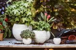 Capi Europe - Set Van 3 - Bloempot Binnen - Rib Ivoor -Bloempotten Verkoop 1200x799