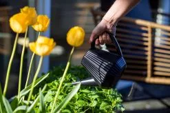 Xala - Gieter Doppio Groove 2L Olijfgrijs -Bloempotten Verkoop 1200x799 46