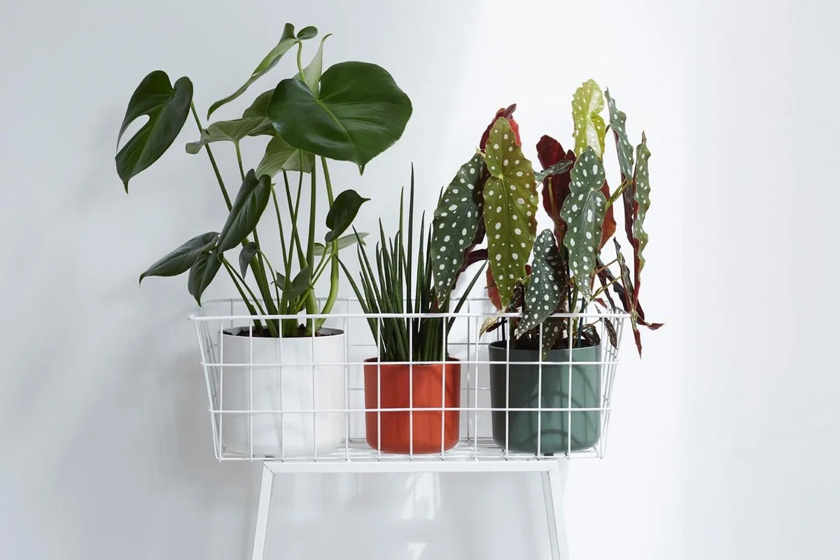 Elho B.for Soft Rond 25 - Bloempot Voor Binnen - Ø 24.7 X H 23.3 Cm - Antraciet 7 Elho B.for Soft Rond 25 - Bloempot Voor Binnen - Ø 24.7 X H 23.3 Cm - Antraciet - Afbeelding 7