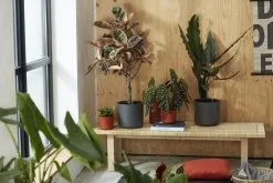 Elho B.for Soft Rond 30 - Bloempot Voor Binnen - Ø 29.5 X H 27.6 Cm - Antraciet -Bloempotten Verkoop 1200x800 23