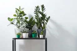 Elho B.for Soft Rond 30 - Bloempot Voor Binnen - Ø 29.5 X H 27.6 Cm - Antraciet -Bloempotten Verkoop 1200x800 24