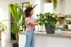 Elho Brussels Gieter 1,8l - Gieter Voor Binnenkweken En Oogsten - Ø 33.0 X H 17.0 Cm - Groen/Mint 10 Elho Brussels Gieter 1,8l - Gieter Voor Binnenkweken En Oogsten - Ø 33.0 X H 17.0 Cm - Groen/Mint -Bloempotten Verkoop 1200x800 82