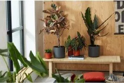 Elho B.for Soft Rond 25 - Bloempot Voor Binnen - Ø 24.7 X H 23.3 Cm - Antraciet 19 Elho B.for Soft Rond 25 - Bloempot Voor Binnen - Ø 24.7 X H 23.3 Cm - Antraciet -Bloempotten Verkoop 1200x807