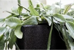 Capi Europe - Bloempot Vierkant Smooth NL - 30x30x30 - Zwart - Voor Binnen En Buiten - KBL902 21 Capi Europe - Bloempot Vierkant Smooth NL - 30x30x30 - Zwart - Voor Binnen En Buiten - KBL902 -Bloempotten Verkoop 1200x813