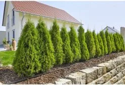 GARDENA Micro Drip System Startset L Druppelsysteem - 50 Meter 10 GARDENA Micro Drip System Startset L Druppelsysteem - 50 Meter -Bloempotten Verkoop 1200x814 1