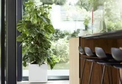 Elho Vivo Matt Finish Vierkant Wielen 40 - Grote Plantenbak Voor Binnen & Buiten - Gemaakt Van Gereycled Plastic - L 39 X W 39 X H 41 Cm - Wit -Bloempotten Verkoop 1200x832