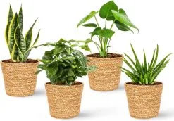 WLplants WL Plants - Maki Naturel - Set Van 4 - Plantenmand - Plantenmand Binnen - Bloempot - Plantenhouder - Bloempotten Voor Binnen - Gemaakt Van Riet - 11cm Hoog - 12cm Diameter -Bloempotten Verkoop 1200x838