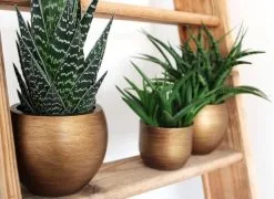 Capi Europe - Bloempot Bol Retro XL - 42x41 - Goud - Bloempot Voor Binnen - Opening ⌀36 - RTG933 11 Capi Europe - Bloempot Bol Retro XL - 42x41 - Goud - Bloempot Voor Binnen - Opening ⌀36 - RTG933 -Bloempotten Verkoop 1200x876