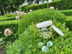 Topbuxus Buxus Health Mix 13 Topbuxus Buxus Health Mix -Bloempotten Verkoop 1200x899 8