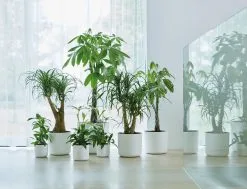 Elho B.for Soft Rond 30 - Bloempot Voor Binnen - Ø 29.5 X H 27.6 Cm - Wit -Bloempotten Verkoop 1200x916