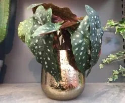 Gina Da Bloempot Karakter Goud - XL 8 Gina Da Bloempot Karakter Goud - XL -Bloempotten Verkoop 1200x984