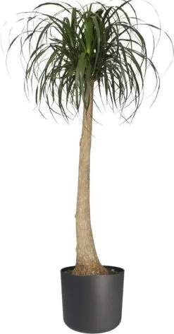 Elho B.for Soft Rond 35 - Bloempot Voor Binnen - Ø 34.5 X H 32.3 Cm - Antraciet -Bloempotten Verkoop 627x1200