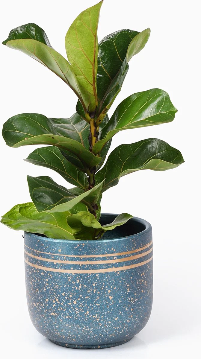 Spieringstore® Bloempotten Binnen - Keramiek - Gouden Rand - Bloempot Buiten - Afvoergat 24 - Small Set Van 3 - 15 Cm 2 Spieringstore® Bloempotten Binnen - Keramiek - Gouden Rand - Bloempot Buiten - Afvoergat 24 - Small Set Van 3 - 15 Cm - Afbeelding 2