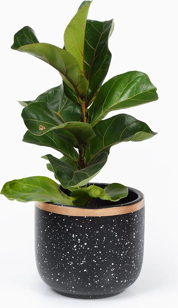 Spieringstore® Bloempotten Binnen - Keramiek - Gouden Rand - Bloempot Buiten - Afvoergat 24 - Small Set Van 3 - 15 Cm 3 Spieringstore® Bloempotten Binnen - Keramiek - Gouden Rand - Bloempot Buiten - Afvoergat 24 - Small Set Van 3 - 15 Cm - Afbeelding 3