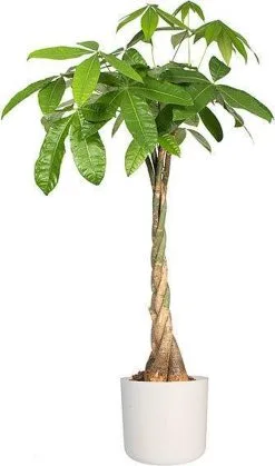 Elho B.for Soft Rond 30 - Bloempot Voor Binnen - Ø 29.5 X H 27.6 Cm - Wit -Bloempotten Verkoop 708x1200