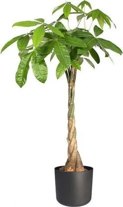 Elho B.for Soft Rond 25 - Bloempot Voor Binnen - Ø 24.7 X H 23.3 Cm - Antraciet 13 Elho B.for Soft Rond 25 - Bloempot Voor Binnen - Ø 24.7 X H 23.3 Cm - Antraciet -Bloempotten Verkoop 714x1200