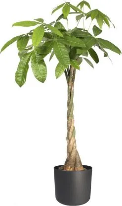 Elho B.for Soft Rond 35 - Bloempot Voor Binnen - Ø 34.5 X H 32.3 Cm - Antraciet -Bloempotten Verkoop 714x1200 3