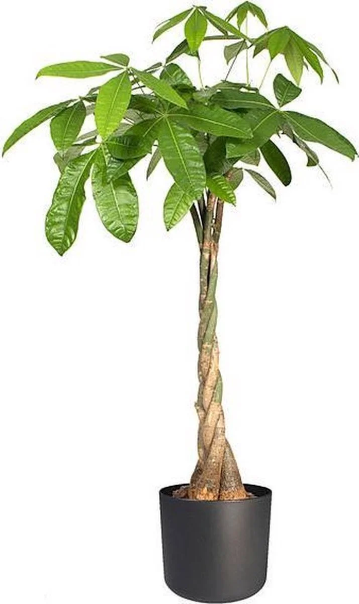 Elho B.for Soft Rond 25 - Bloempot Voor Binnen - Ø 24.7 X H 23.3 Cm - Antraciet 4 Elho B.for Soft Rond 25 - Bloempot Voor Binnen - Ø 24.7 X H 23.3 Cm - Antraciet - Afbeelding 4