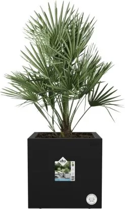 Elho Vivo Next Vierkant 30 - Plantenbak Voor Binnen & Buiten - Ø 29.5 X H 29.5 Cm - Zwart/Living Black -Bloempotten Verkoop 720x1200 1