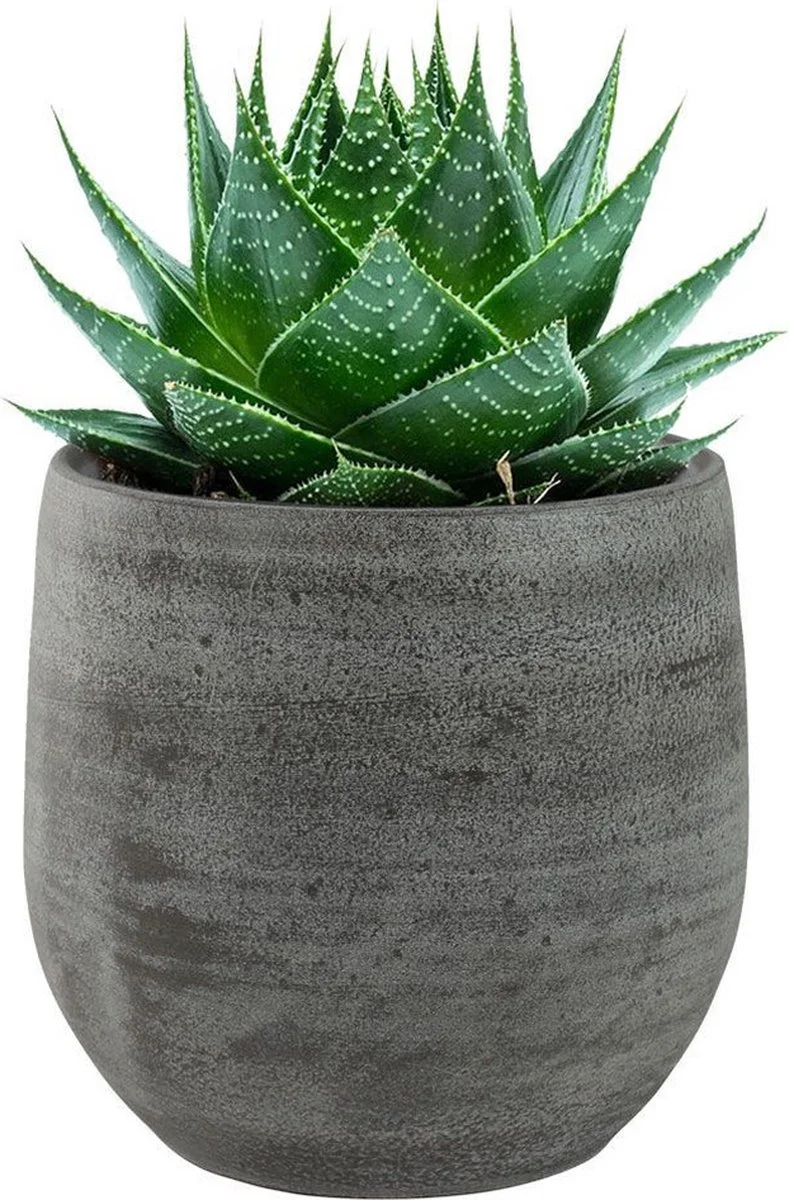 Steege Pot Esra Mystic Grey Bloempot Binnen 15 Cm 3 Steege Pot Esra Mystic Grey Bloempot Binnen 15 Cm - Afbeelding 3