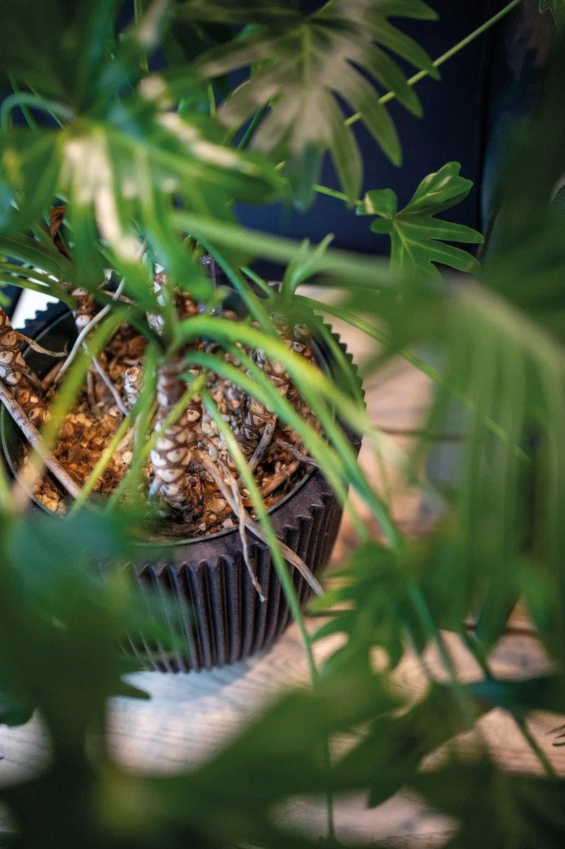 Capi Europe - Vaas Elegant Laag Groove NL - 46x58 - Goud - Voor Binnen En Buiten - KGVGB783 3 Capi Europe - Vaas Elegant Laag Groove NL - 46x58 - Goud - Voor Binnen En Buiten - KGVGB783 - Afbeelding 3