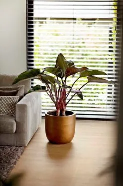 Capi Europe - Bloempot Bol Retro XL - 42x41 - Goud - Bloempot Voor Binnen - Opening ⌀36 - RTG933 14 Capi Europe - Bloempot Bol Retro XL - 42x41 - Goud - Bloempot Voor Binnen - Opening ⌀36 - RTG933 -Bloempotten Verkoop 800x1200 1