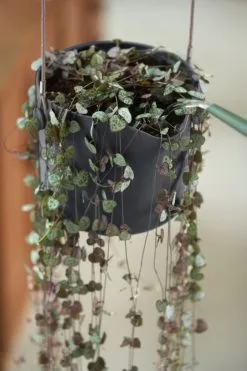 Elho B.for Swing 18 Hangpot - Bloempot Voor Binnen - Ø 18.0 X H 16.5 Cm - Zwart/Antraciet 17 Elho B.for Swing 18 Hangpot - Bloempot Voor Binnen - Ø 18.0 X H 16.5 Cm - Zwart/Antraciet -Bloempotten Verkoop 800x1200 102