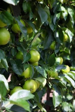 ECOStyle Vinassekali Organische Meststof - Vuor Kaliumtekort - Voor Moestuin, Siertuin En Fruit - Hoger Weerstand Tegen Droogte & Vorst - 15M² - 800 GR 15 ECOStyle Vinassekali Organische Meststof - Vuor Kaliumtekort - Voor Moestuin, Siertuin En Fruit - Hoger Weerstand Tegen Droogte & Vorst - 15M² - 800 GR -Bloempotten Verkoop 800x1200 108