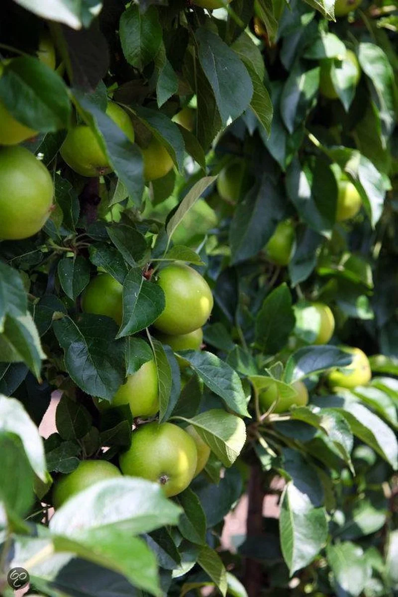 ECOStyle Vinassekali Organische Meststof - Vuor Kaliumtekort - Voor Moestuin, Siertuin En Fruit - Hoger Weerstand Tegen Droogte & Vorst - 15M² - 800 GR 6 ECOStyle Vinassekali Organische Meststof - Vuor Kaliumtekort - Voor Moestuin, Siertuin En Fruit - Hoger Weerstand Tegen Droogte & Vorst - 15M² - 800 GR - Afbeelding 6