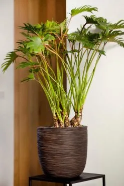 Capi Europe - Bloempot Bol Rib NL - 54x52 - Zwart - Voor Binnen En Buiten - KBLR935 -Bloempotten Verkoop 800x1200 16