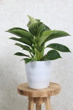 WLplants WL Plants - Bloempot Binnen - Set Van 4 - Dawn Ø12 Wit - Luxe Bloempotten Voor Binnen - Bloempotten Voor Buiten - Bloembak & Plantenpot - Hoogte 12,5 Cm - Keramisch Met Hoogwaardige Afwerking 5 WLplants WL Plants - Bloempot Binnen - Set Van 4 - Dawn Ø12 Wit - Luxe Bloempotten Voor Binnen - Bloempotten Voor Buiten - Bloembak & Plantenpot - Hoogte 12,5 Cm - Keramisch Met Hoogwaardige Afwerking -Bloempotten Verkoop 800x1200 25