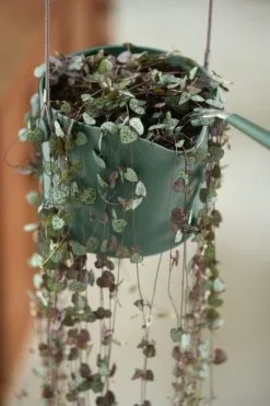 Elho B.for Swing 18 Hangpot - Bloempot Voor Binnen - Ø 18.0 X H 16.5 Cm - Groen/Blad Groen -Bloempotten Verkoop 800x1200 32